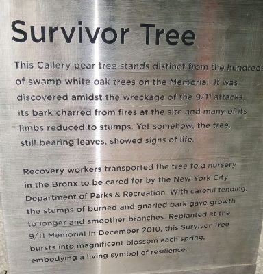 survivor tree-m