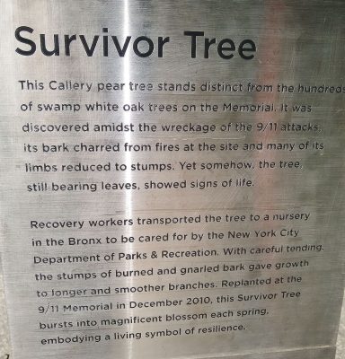 The Survivor Tree and the Glade at Ground Zero 